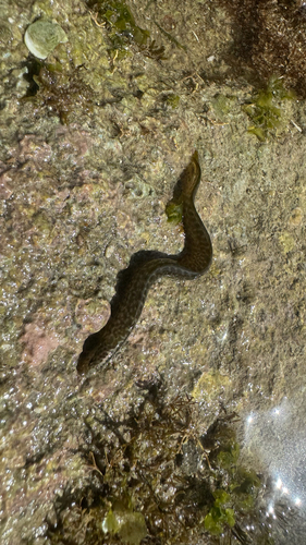 Thomasen's snakeblenny (Halidesmus thomaseni) — Pseudochromidae — 2
