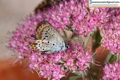 Plebejus argyrognomon
