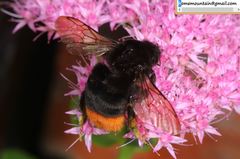 Bombus ignitus