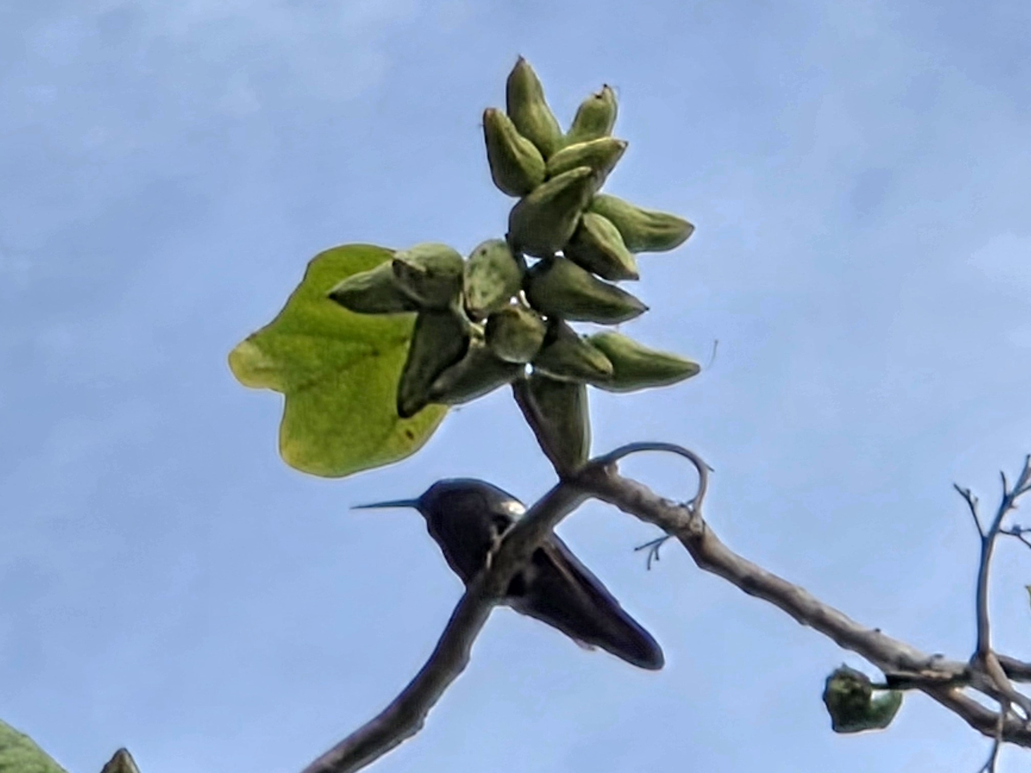 Hispaniolan Mango (Anthracothorax dominicus), photo 9