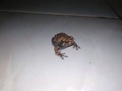 Kaloula baleata