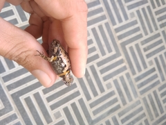Kaloula baleata