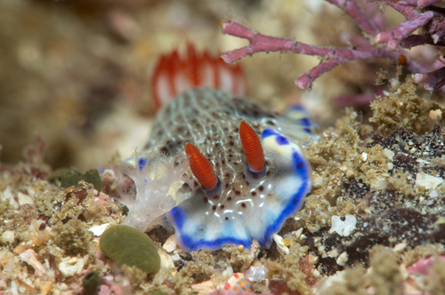 Hypselodoris carnea