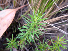 Gompholobium ecostatum