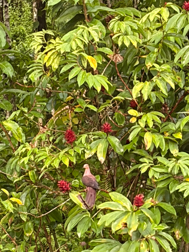 Macropygia amboinensis