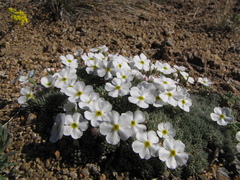 Androsace dasyphylla