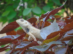 Calotes versicolor