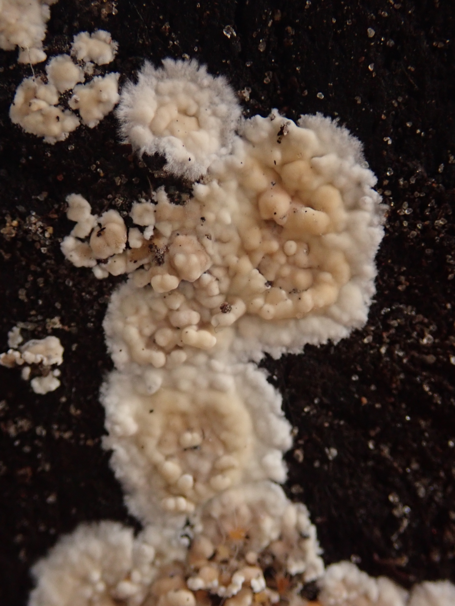 tear dropper (Cylindrobasidium laeve) · iNaturalist