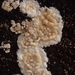 Cylindrobasidium laeve - Photo (c) Alexis,  זכויות יוצרים חלקיות (CC BY), הועלה על ידי Alexis