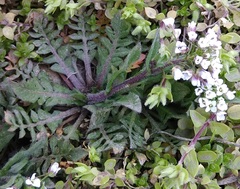 Capsella bursa-pastoris
