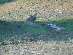 Hyaena hyaena