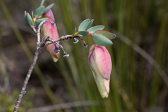 Pimelea physodes