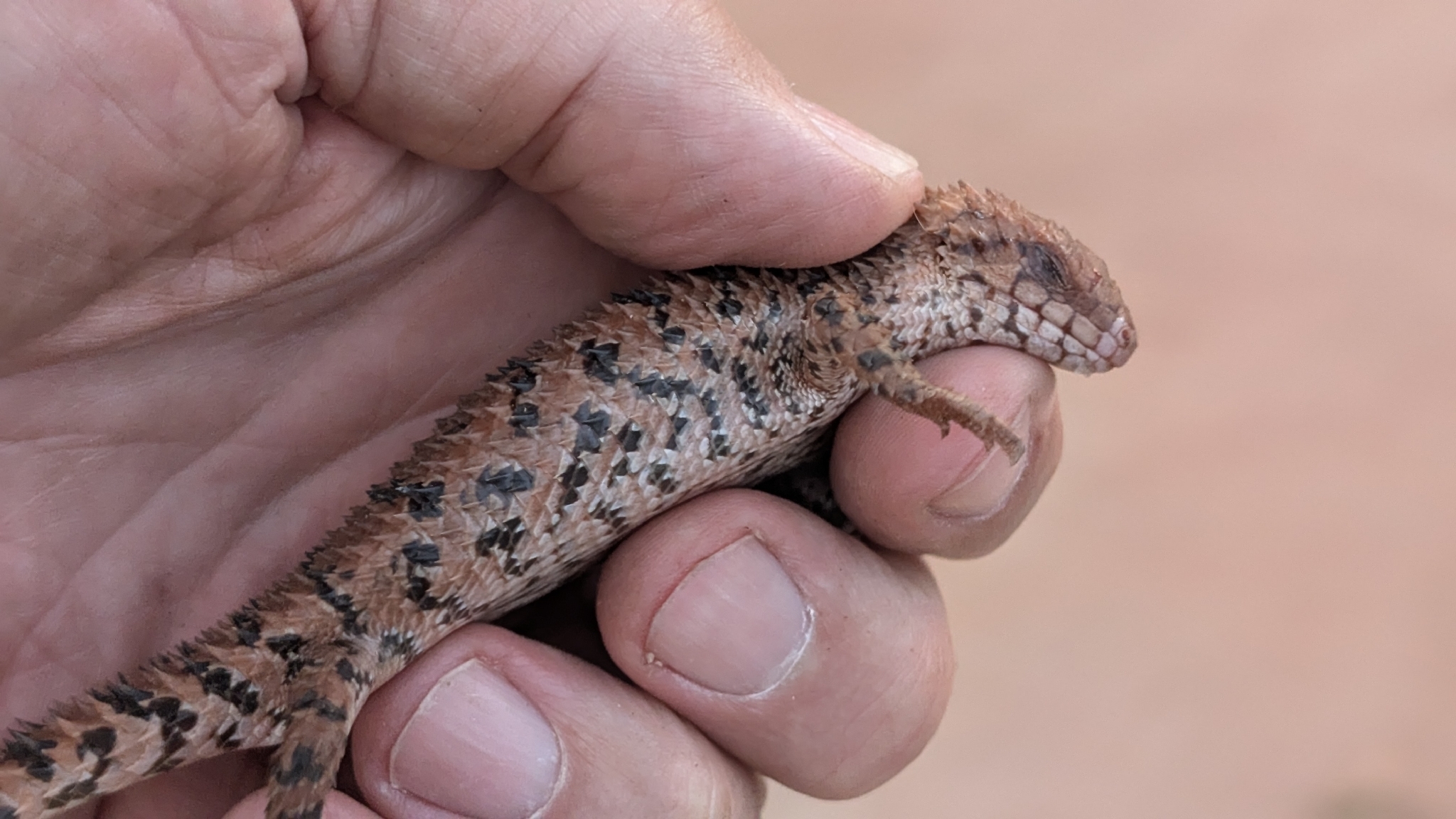 Western Pilbara Spiny-Tailed Skink photo 3