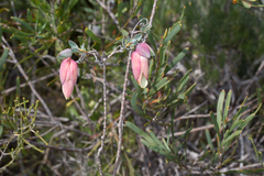 Pimelea physodes