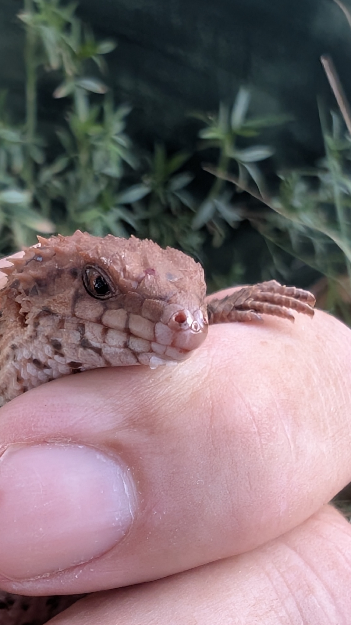 Western Pilbara Spiny-Tailed Skink photo 4