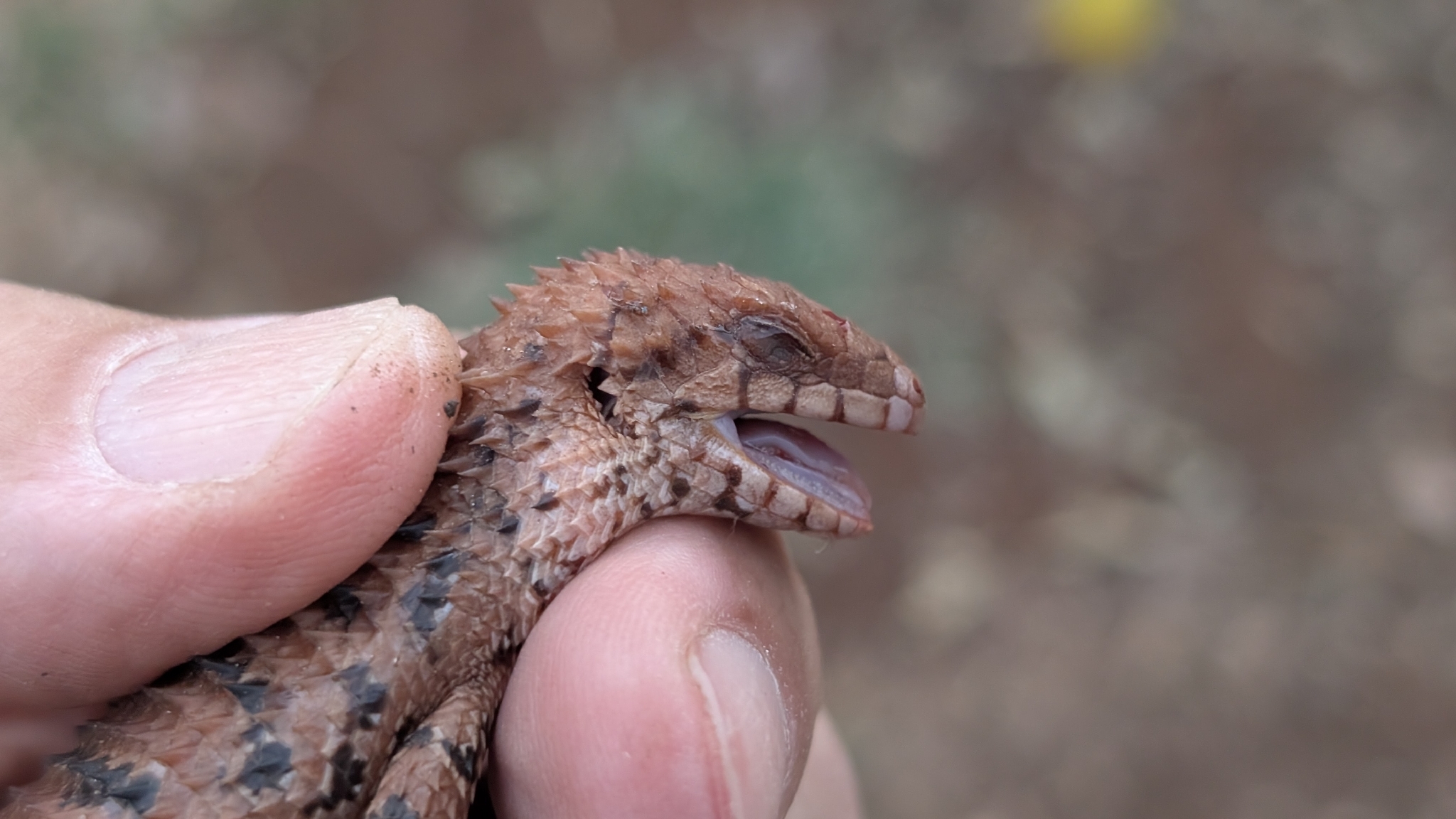 Western Pilbara Spiny-Tailed Skink photo 5