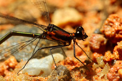 Austroargiolestes aureus