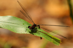 Austroargiolestes aureus