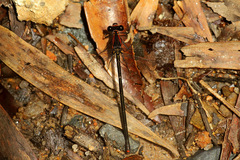 Austroargiolestes aureus