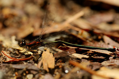 Austroargiolestes aureus