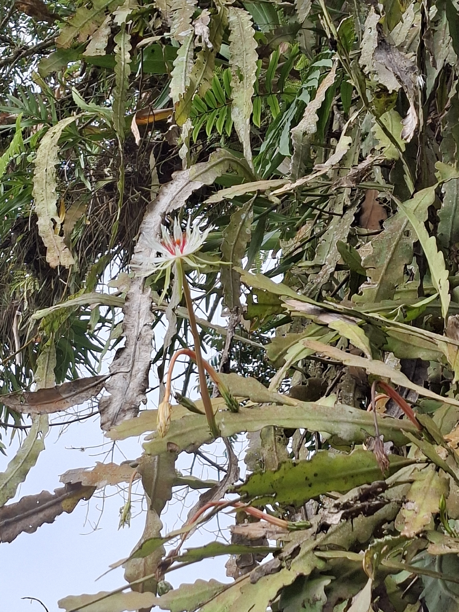 Epiphyllum phyllanthus ssp. rubrocoronatum