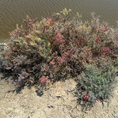Herbaceous Seepweed (Suaeda maritima)