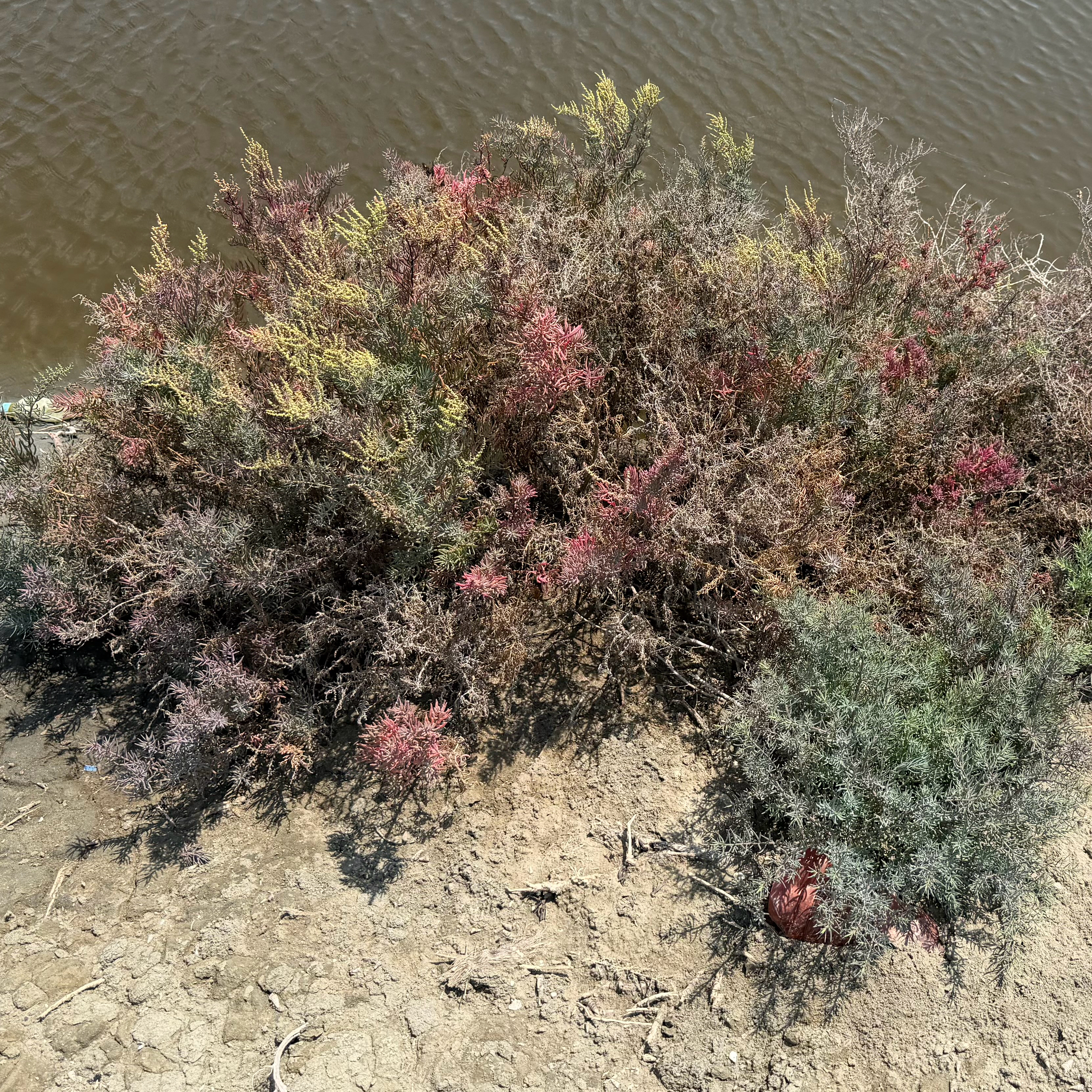 Herbaceous Seepweed (Suaeda maritima)