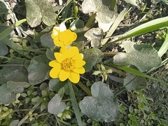 Ficaria verna