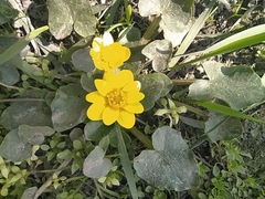 Ficaria verna