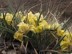 Iris potaninii