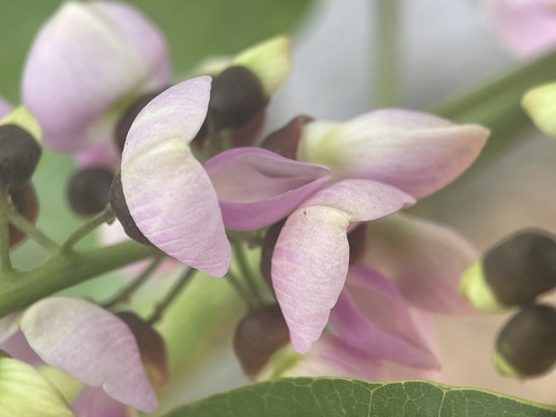 Pongamia pinnata iNat (3)