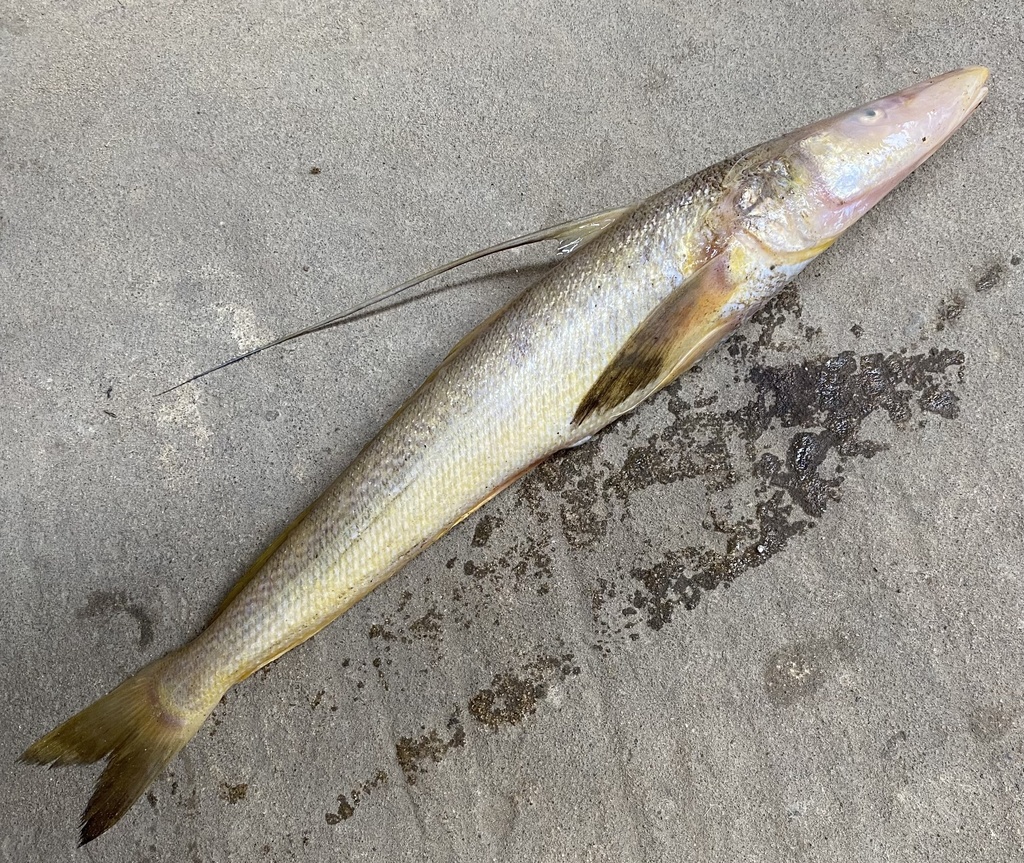 Flathead sillago (Sillaginopsis panijus) — Sillaginidae