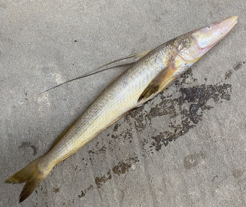 Flathead sillago (Sillaginopsis panijus) — Sillaginidae