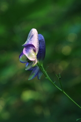Aconitum neosachalinense