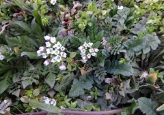 Capsella bursa-pastoris