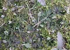 Capsella bursa-pastoris