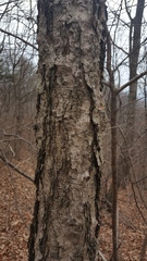 Betula dauurica