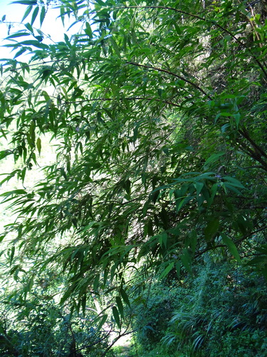 Image of Callicarpa pilosissima by (c) 呂一起(Lu i-chi), some rights reserved (CC BY)