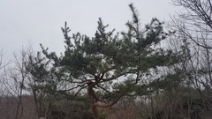 Pinus densiflora