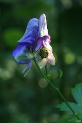 Aconitum neosachalinense