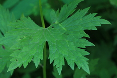 Aconitum neosachalinense