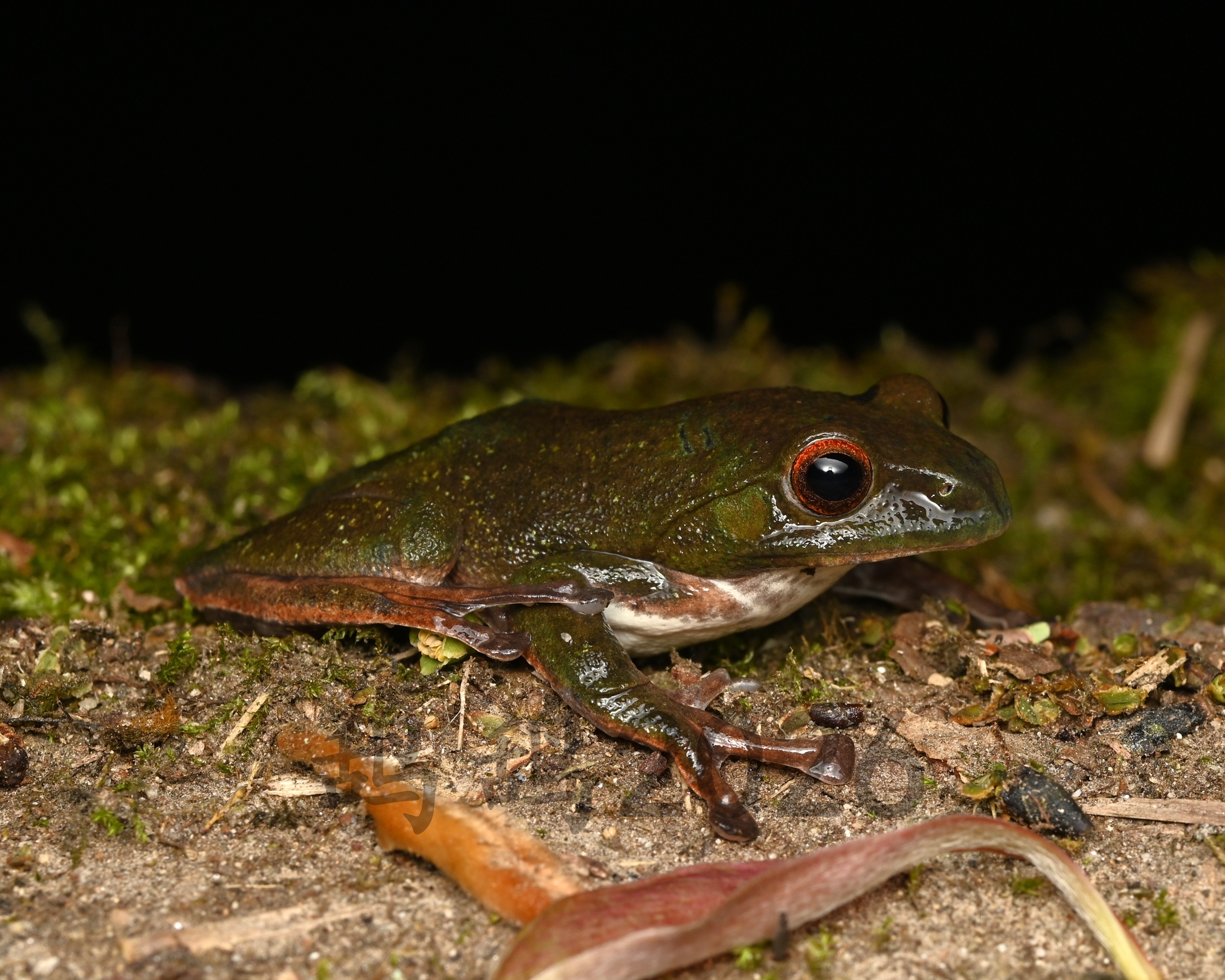 Green-Back Treefrog