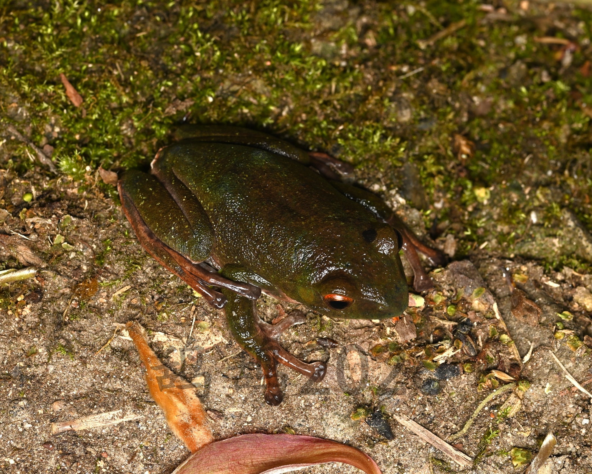 Green-Back Treefrog photo 2