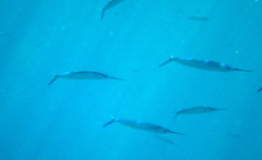 Polynesian Halfbeak photo 5