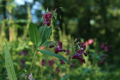 Impatiens glandulifera