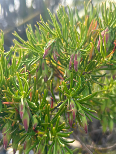 Down Heath (Erica lanuginosa)
