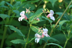 Impatiens glandulifera