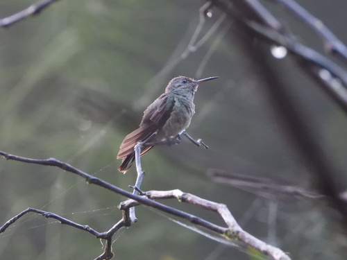 Scaly-breasted Hummingbird (Phaeochroa cuvierii), photo 8