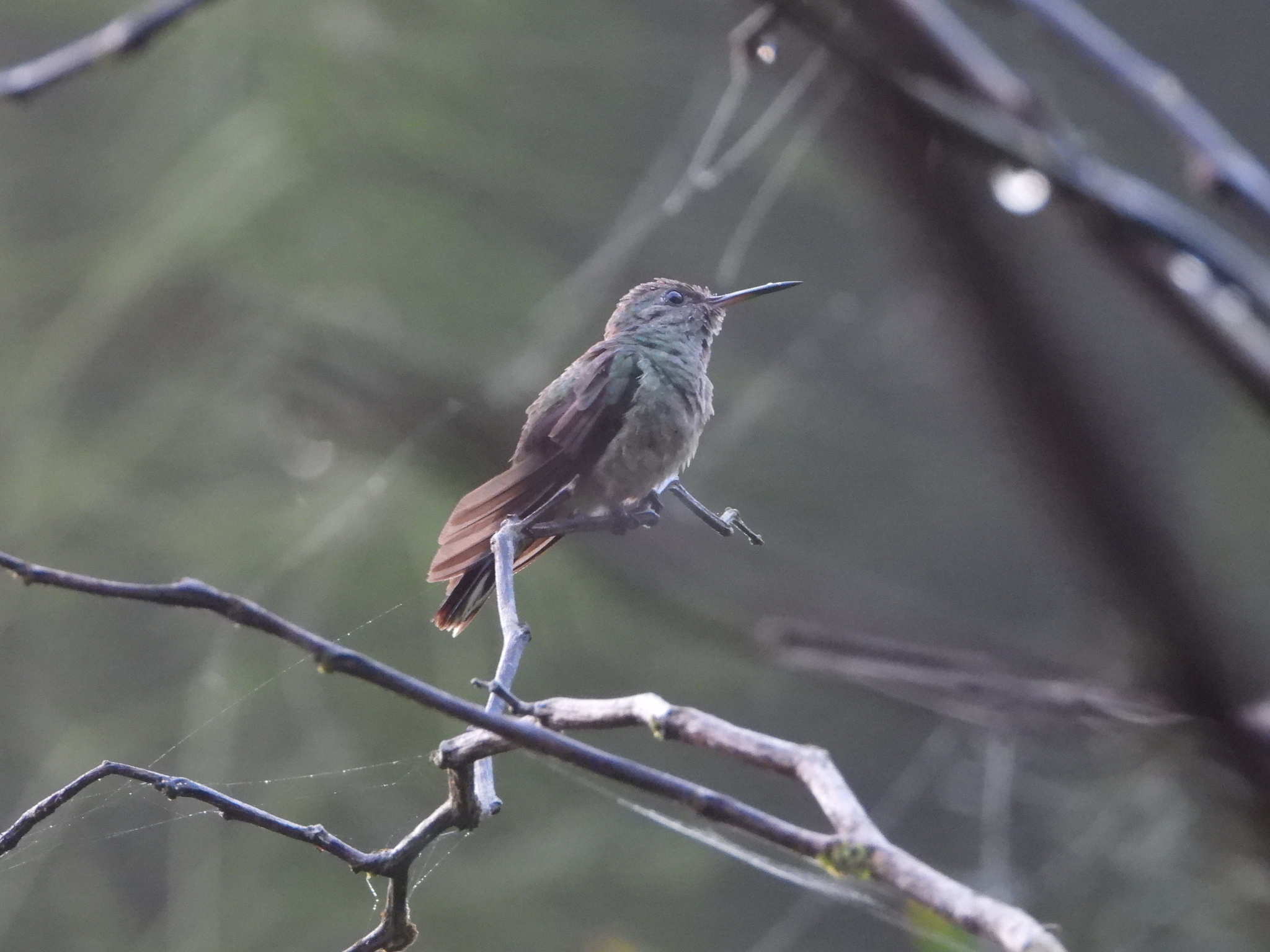 Scaly-breasted Hummingbird (Phaeochroa cuvierii), photo 8