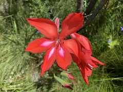 Gladiolus sempervirens